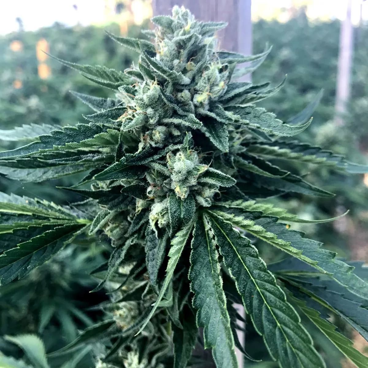 Cinnamon Buddha OG (Humboldt Seed Organization)