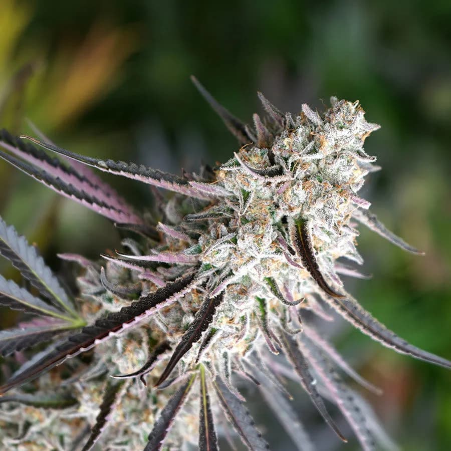 Florida Gaspack (Humboldt Seed Organization)
