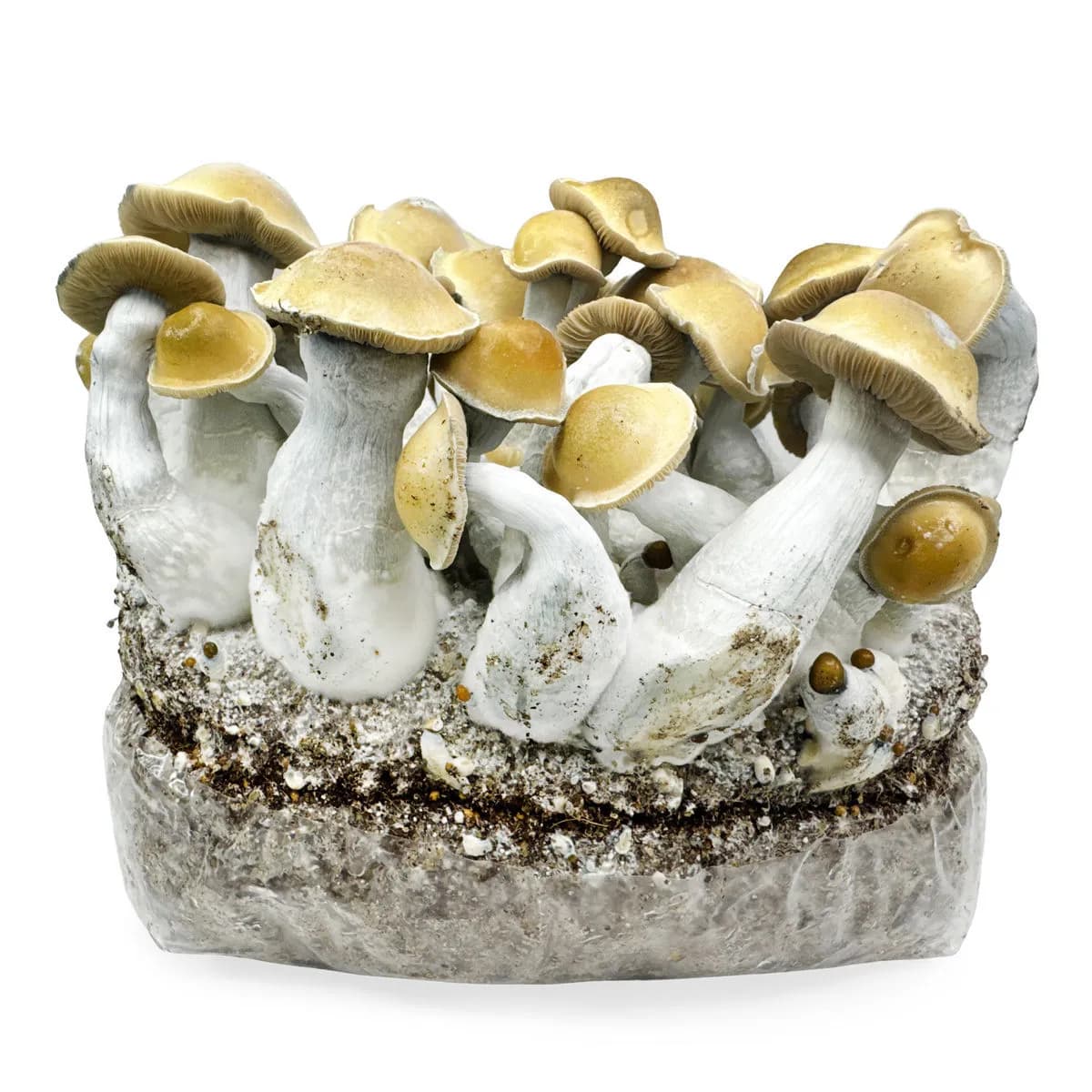 Pěstební sada Ready-2-Grow 'Makilla Gorilla'