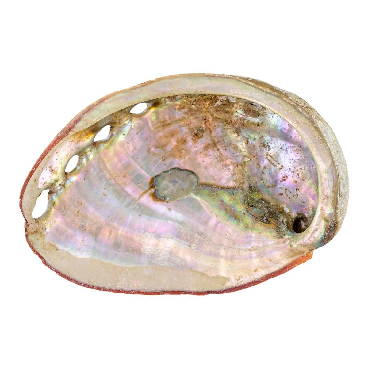 Mušle ušně (Abalone)