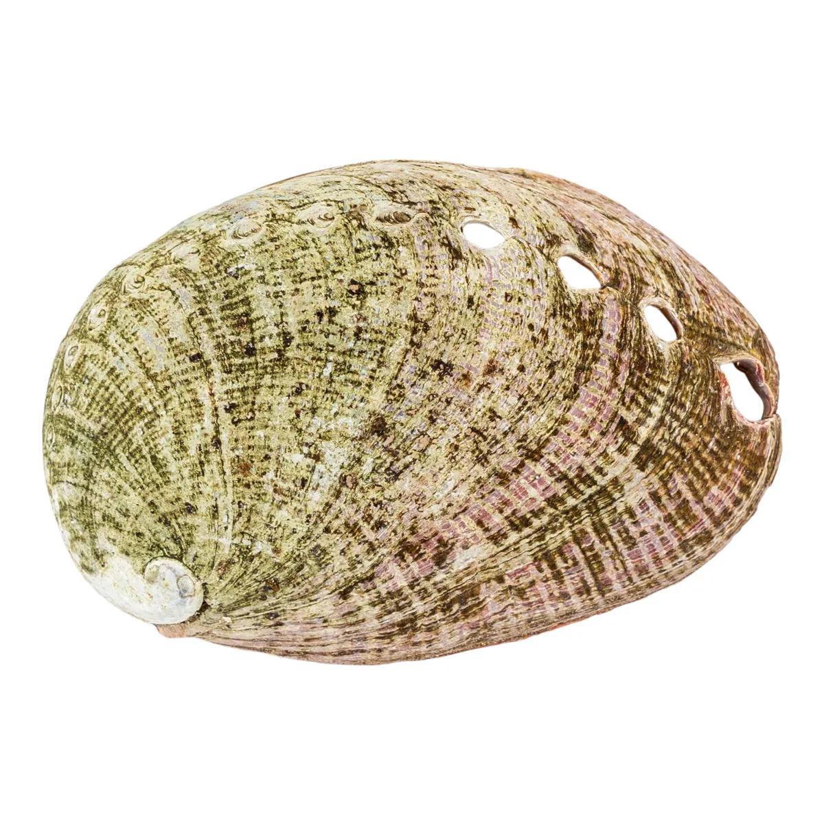 Mušle ušně (Abalone)
