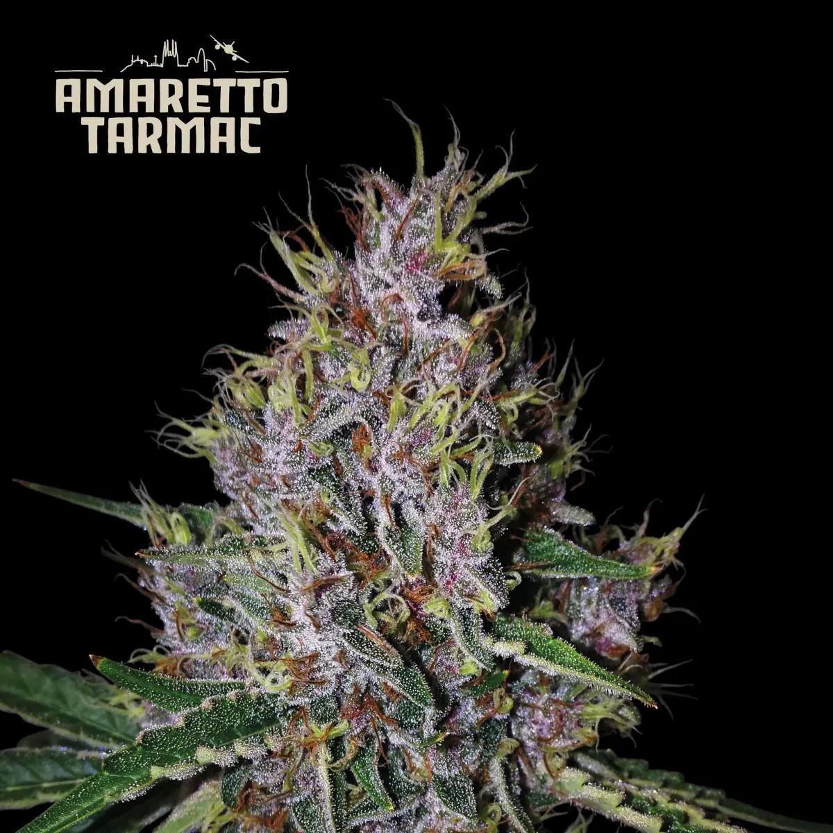 Amaretto Tarmac Auto (Seedstockers)