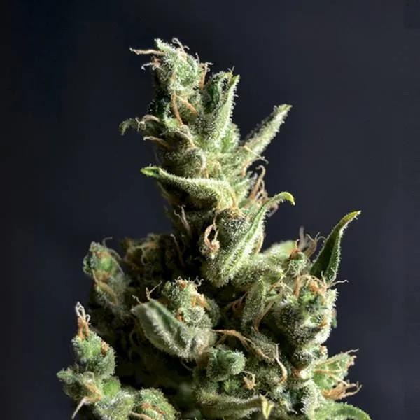 Amnesia 5
