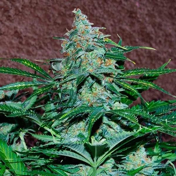 Amnesia Ryder Autoflower