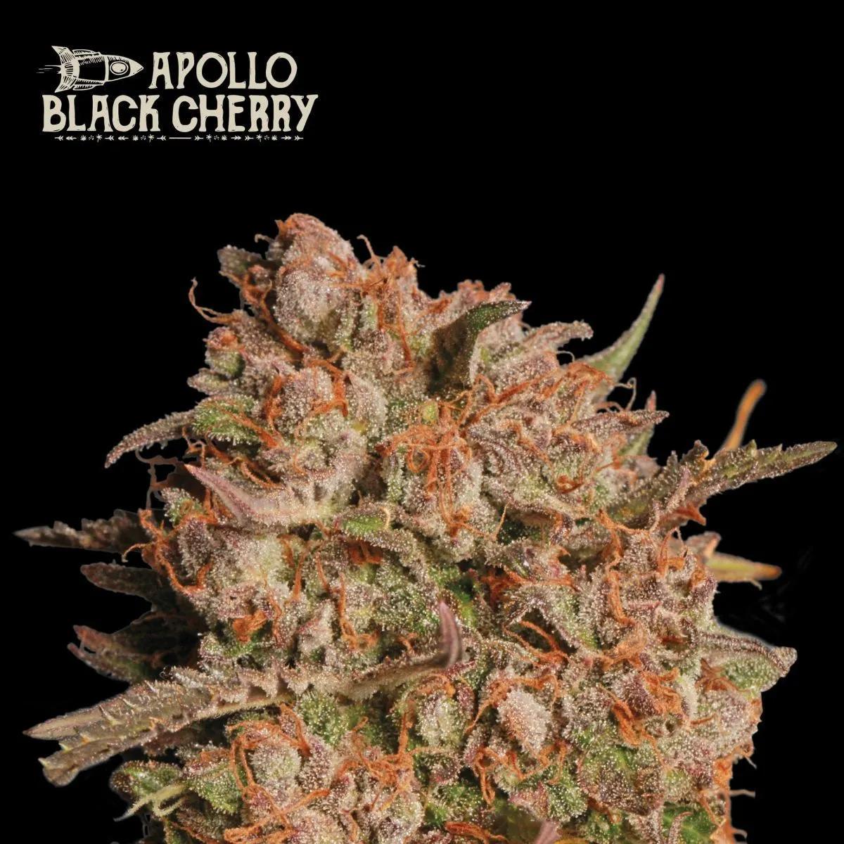 Apollo Black Cherry Auto (Seedstockers)