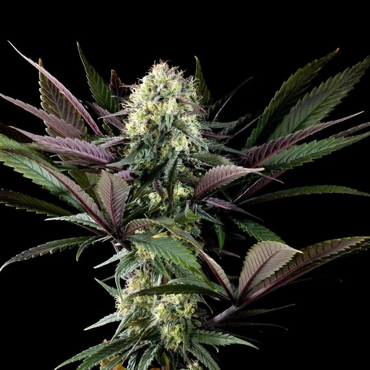 Apple Fritter