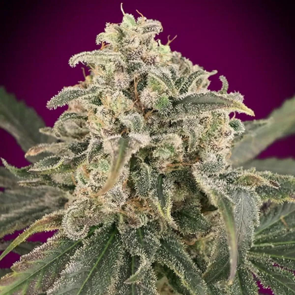 Auto Amnesia XXL