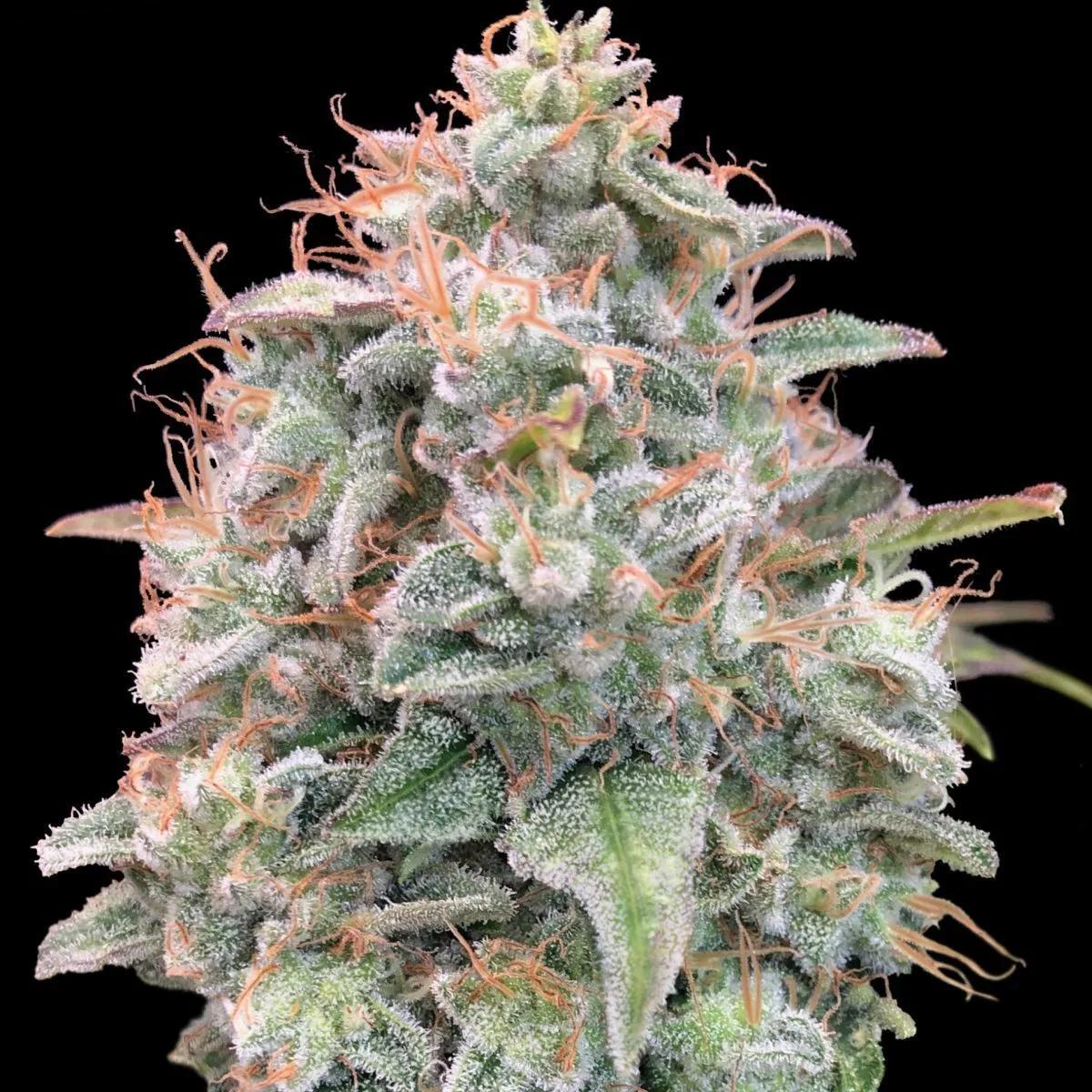 Auto Banana Cookies