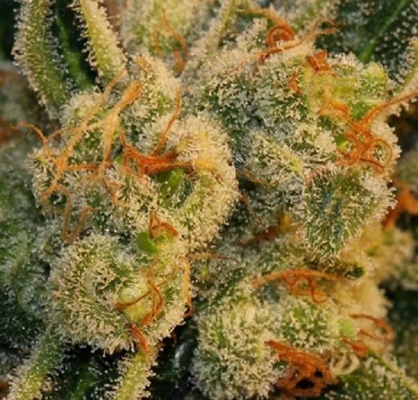 Auto Bubblegum