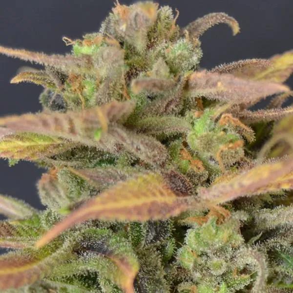 Auto Critical