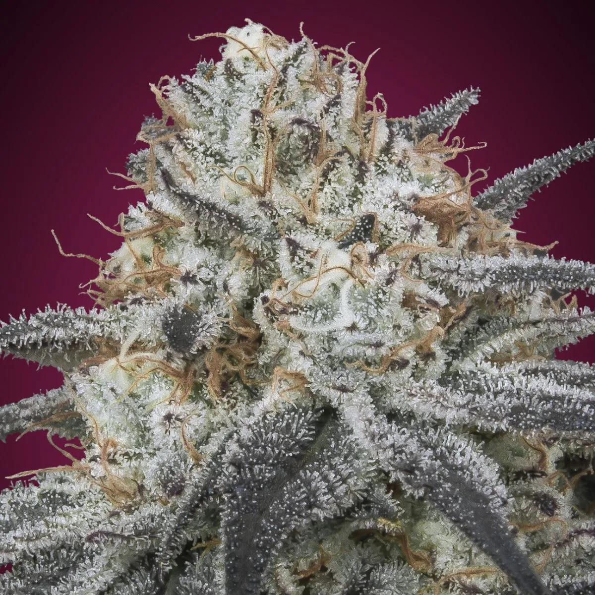 Auto Slurricane