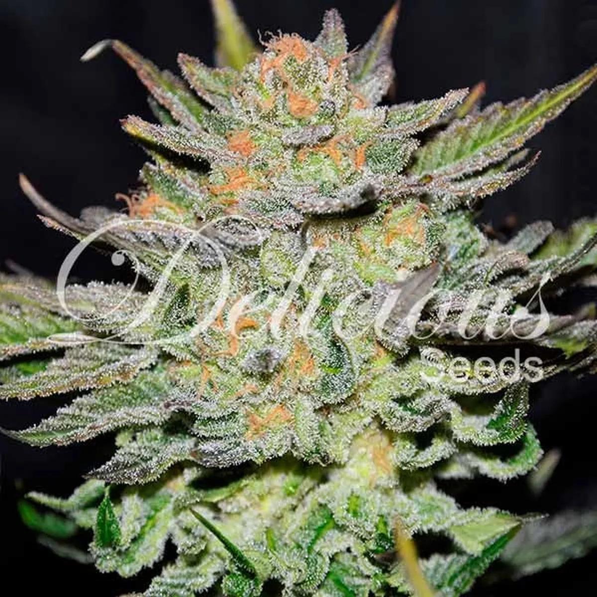 Blue Ace CBD