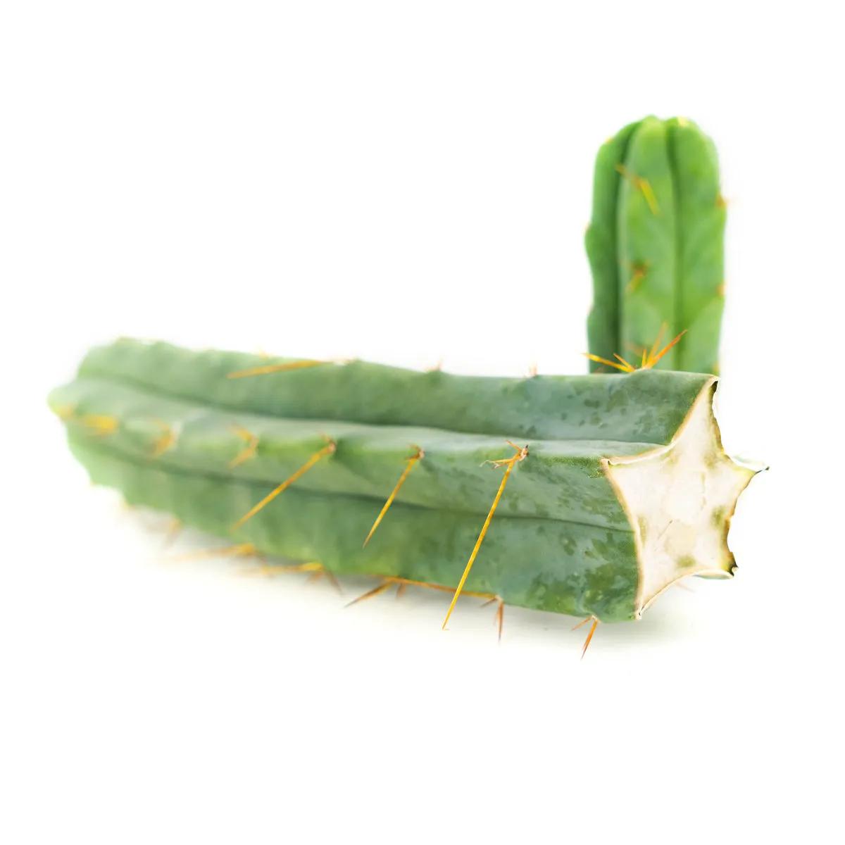 Bolivian Torch (kaktus)