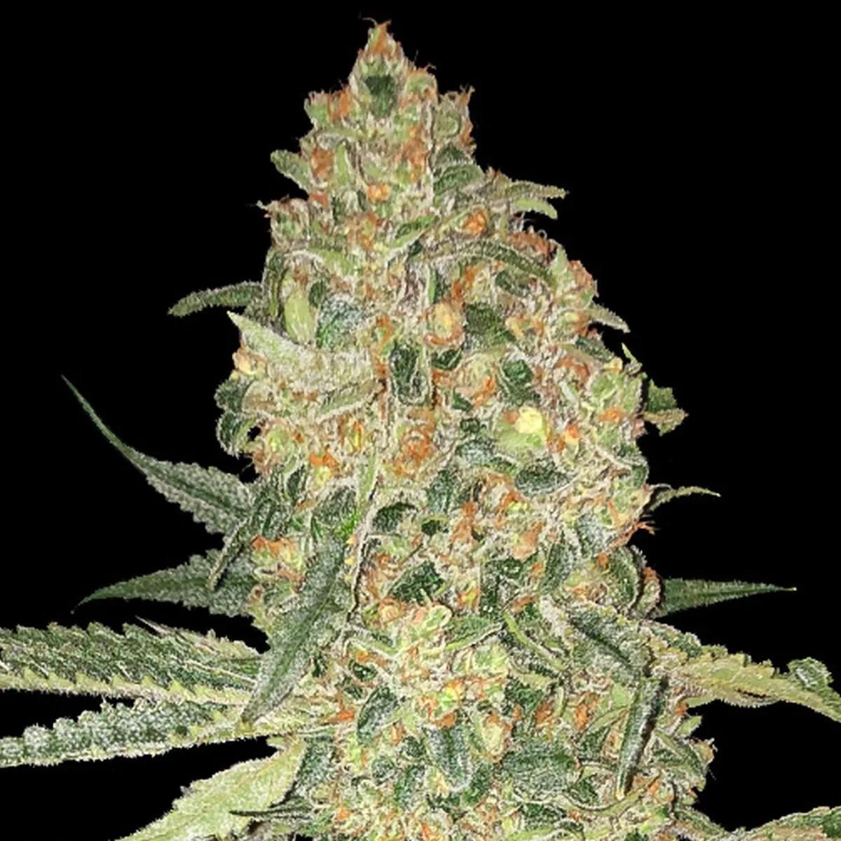 Bruce Banner