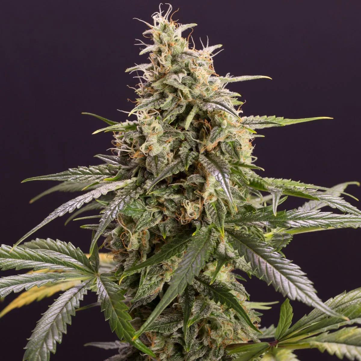 Chem-Bomb Auto