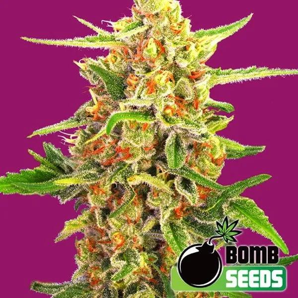 Cherry Bomb
