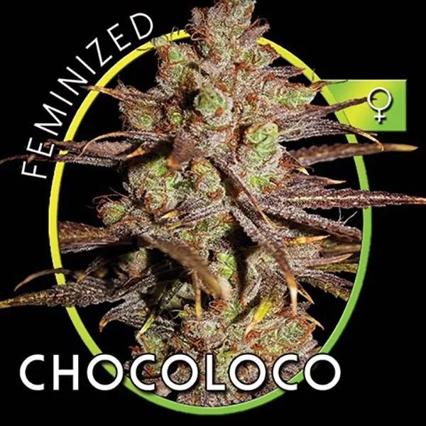 Choco Bud