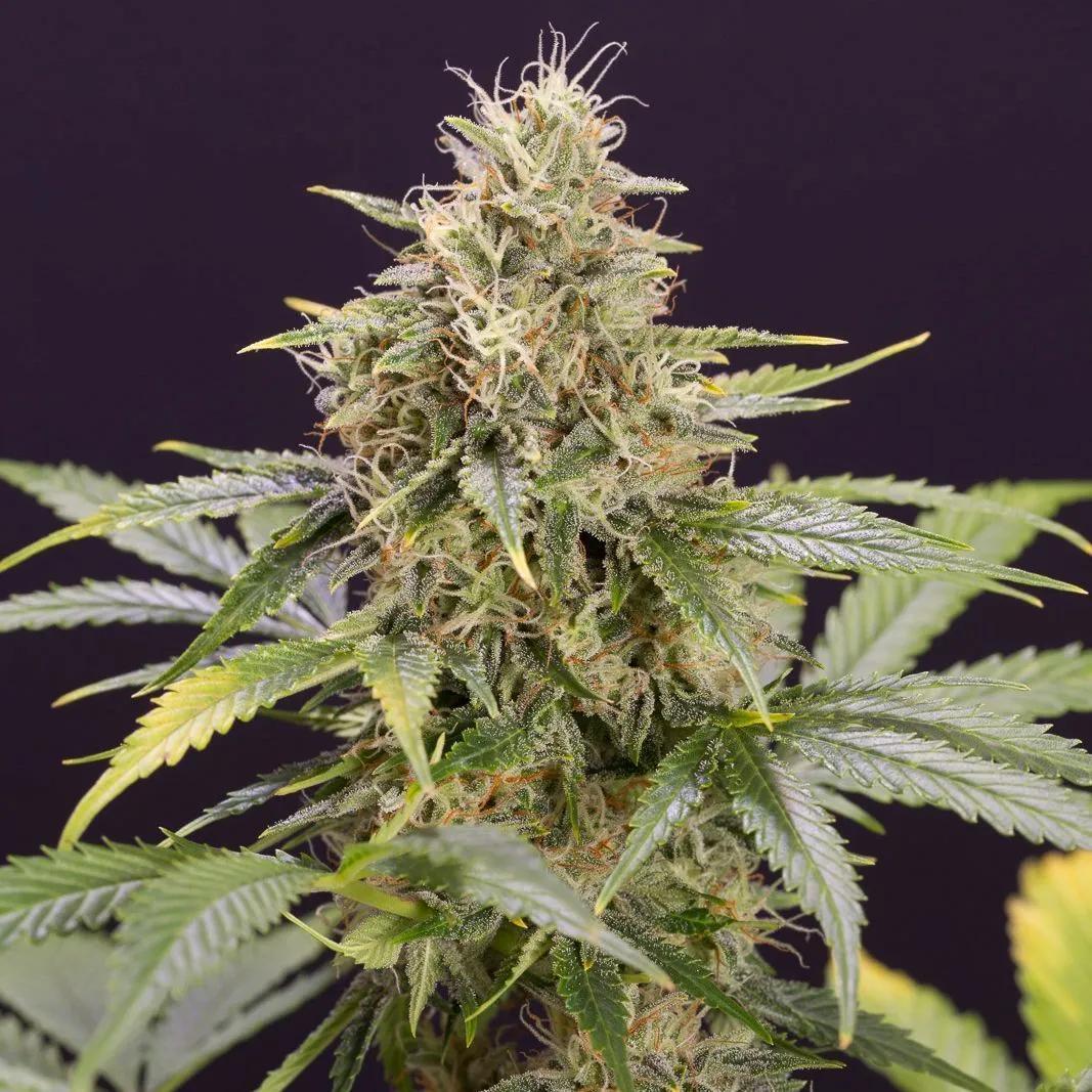 Chocolate Mint OG Auto