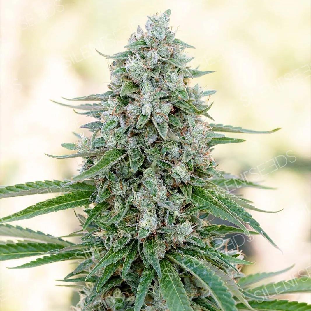 Critical Mango
