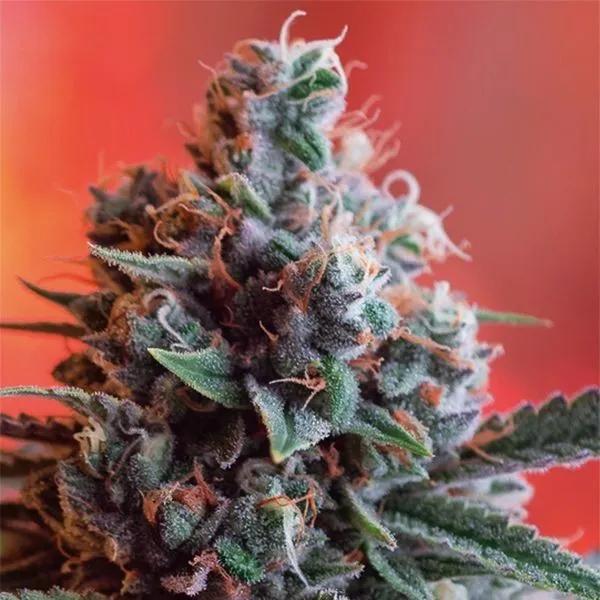 Dark Star x AK-49