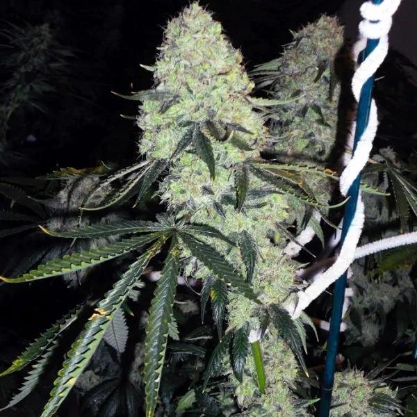 Deadhead OG