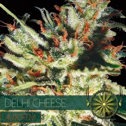 Delhi Cheese Autoflowering