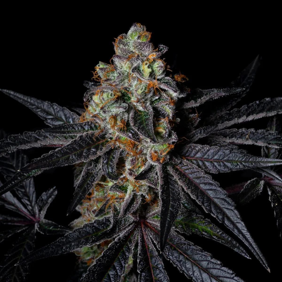 Diamond Dust
