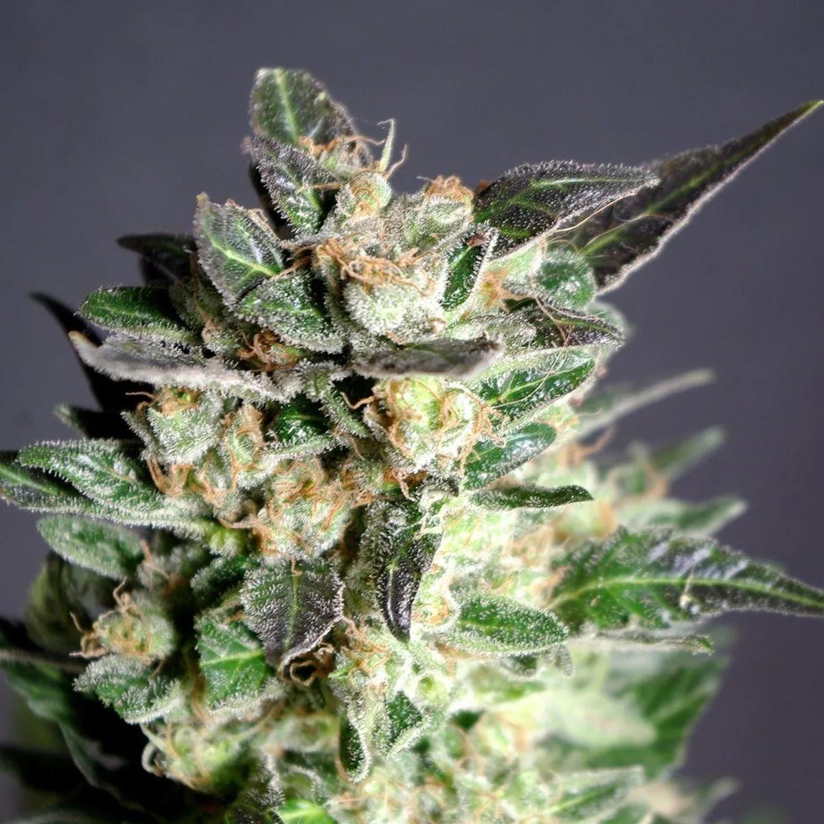 Diesel Glue