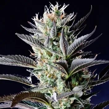 Dutch Blue Autoflower