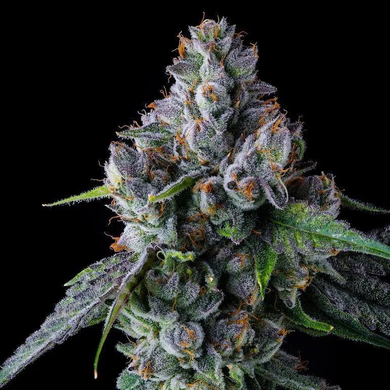 El Valle Haze