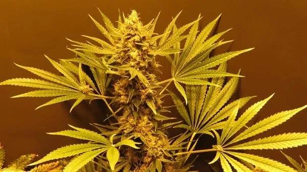 G13 Haze