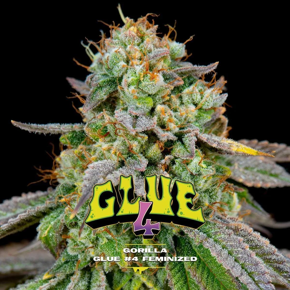 GG#4