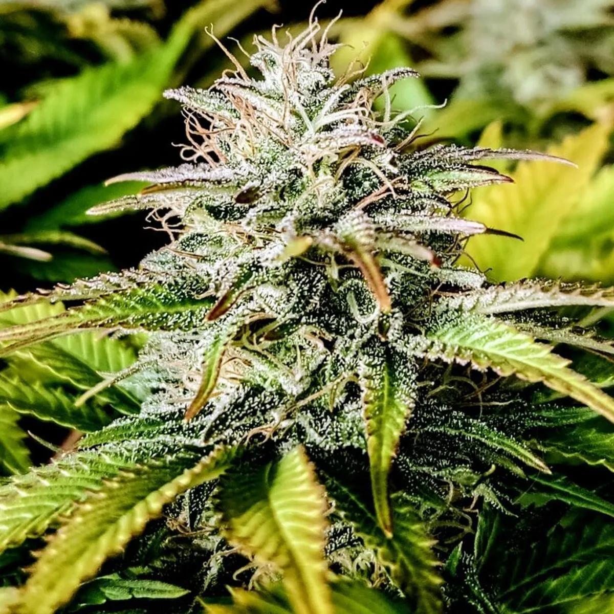 Grateful End OG