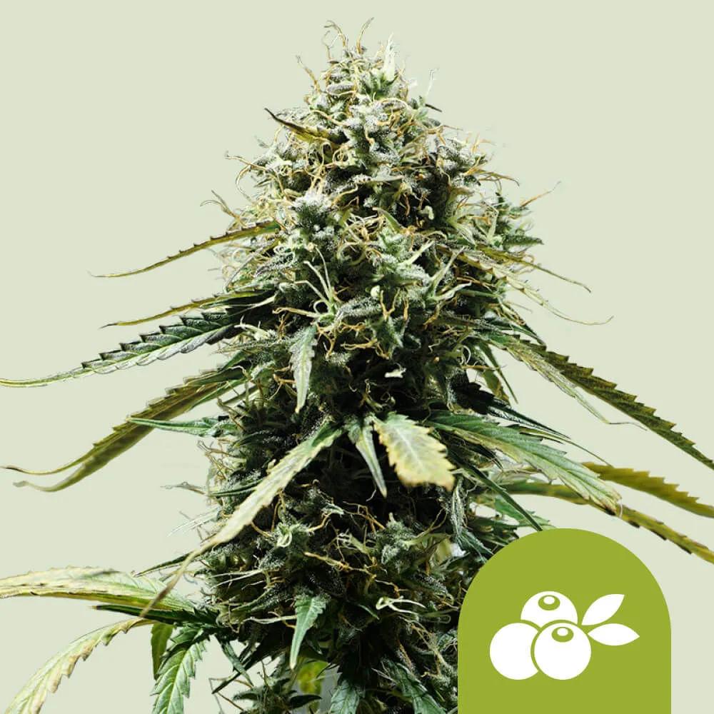 Haze Berry Autoflower