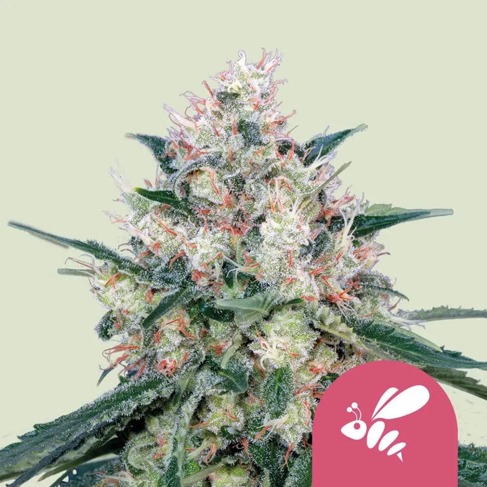 Honey Cream - Fast Flowering