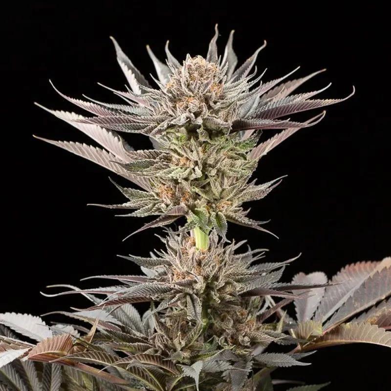 Lemon Tree 2.0 (Silent Seeds x Lemon Tree)