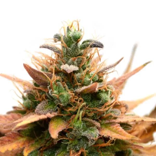 Medijuana CBD