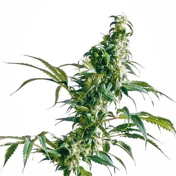 Mexican Sativa