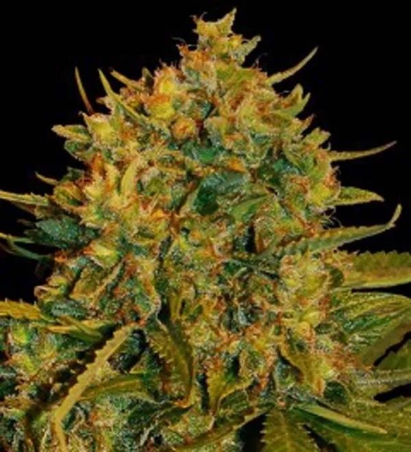 Northern Light x Big Bud Ryder Auto