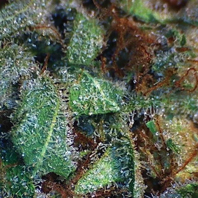 NY Diesel