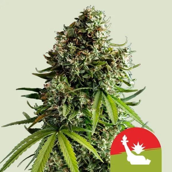 NYC Sour D