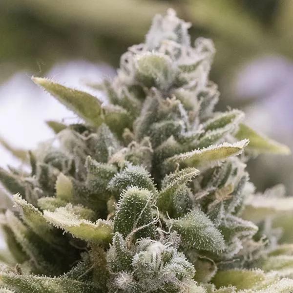 OG Kush Auto (Humboldt Seed Organization)