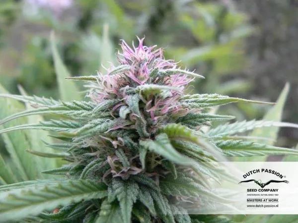 Orange Bud