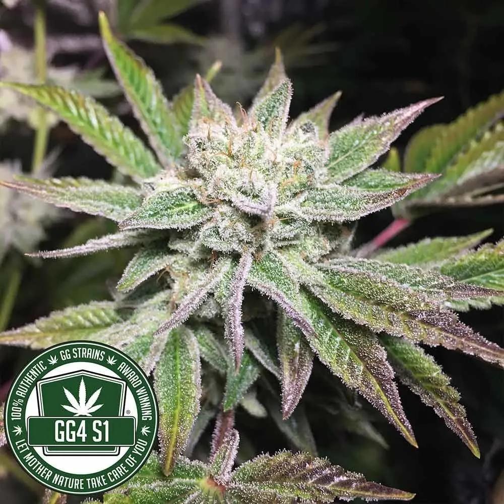 Original Glue | GG4S1 (GGStrains)