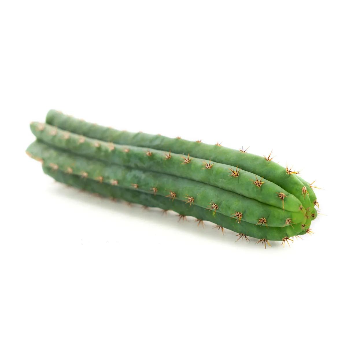 Peruánská pochodeň (Echinopsis peruviana)