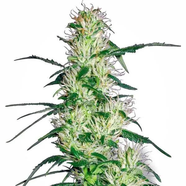 Purple Haze