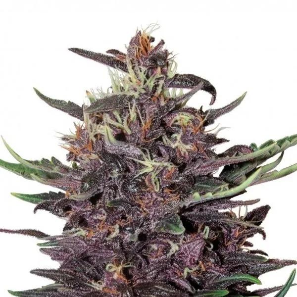 Purple Kush Auto