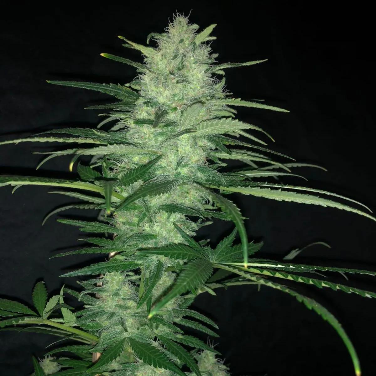 Purple Punch