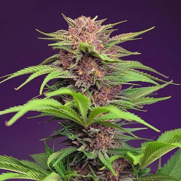Red Mimosa XL