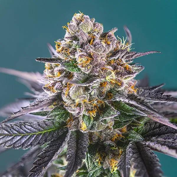 Red Strawberry Banana